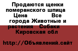 Продаются щенки померанского шпица › Цена ­ 45 000 - Все города Животные и растения » Собаки   . Кировская обл.